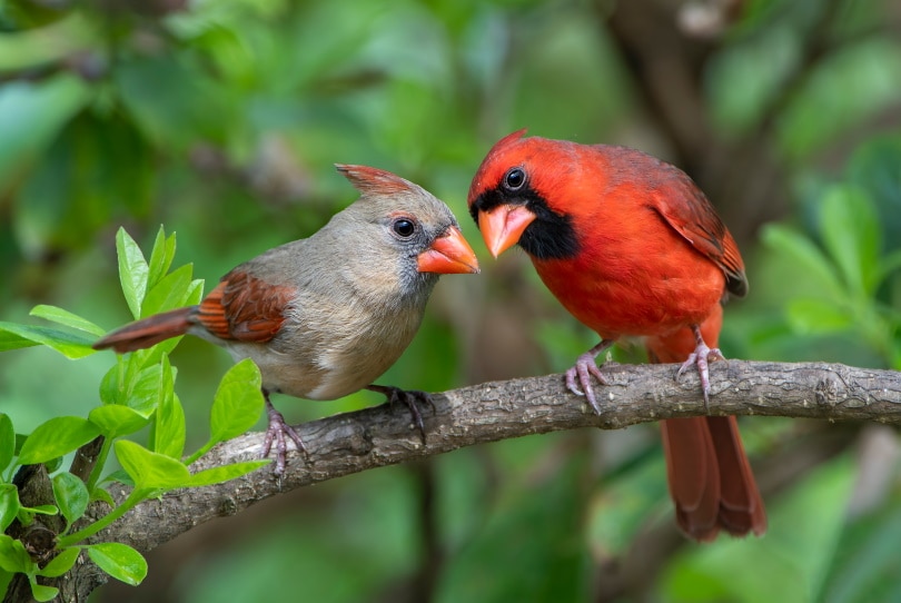 male and female northern cardinals