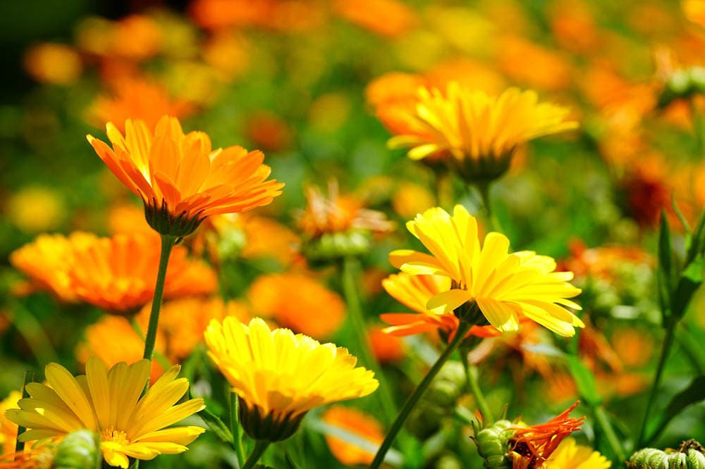 marigold flowers