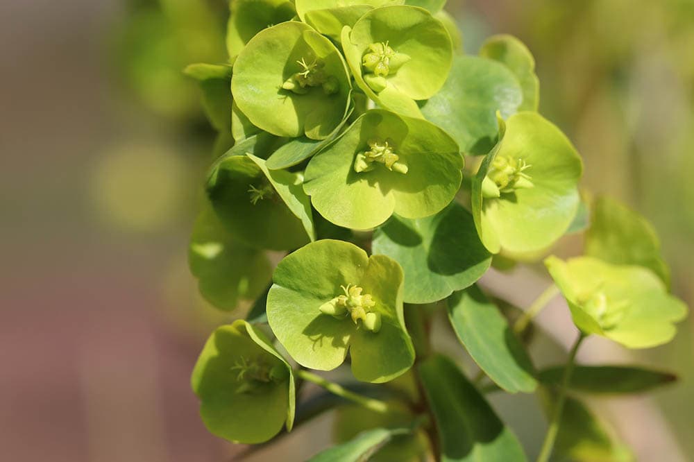 milkweed