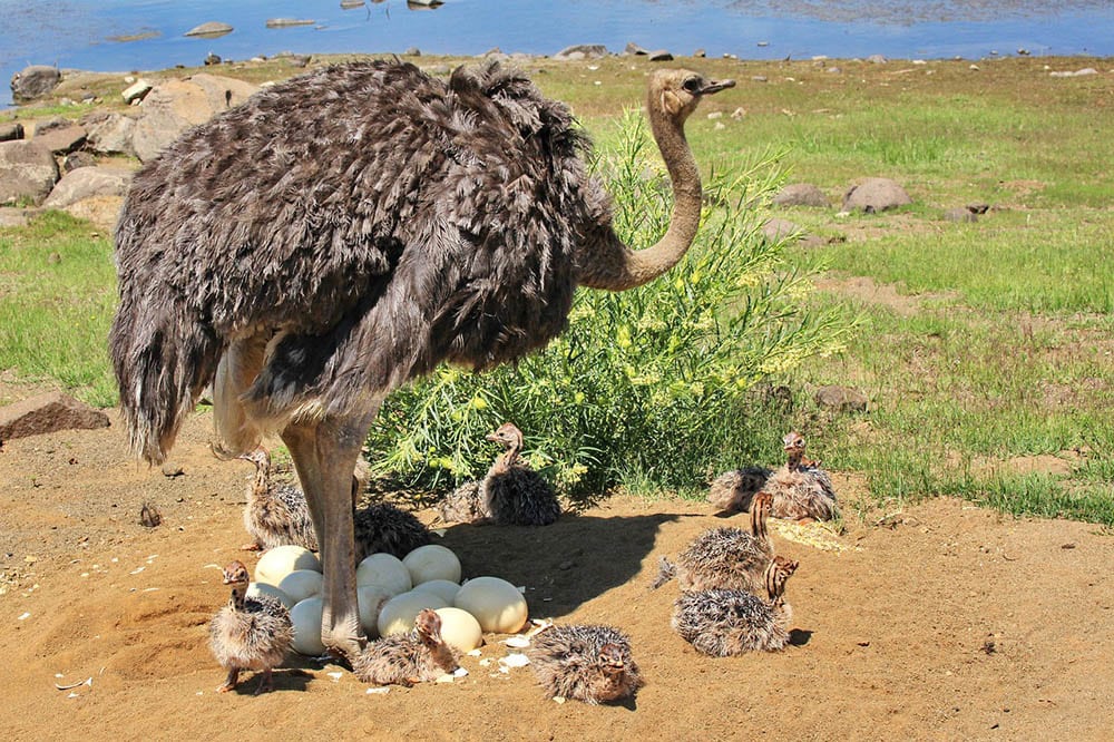 ostrich layed eggs