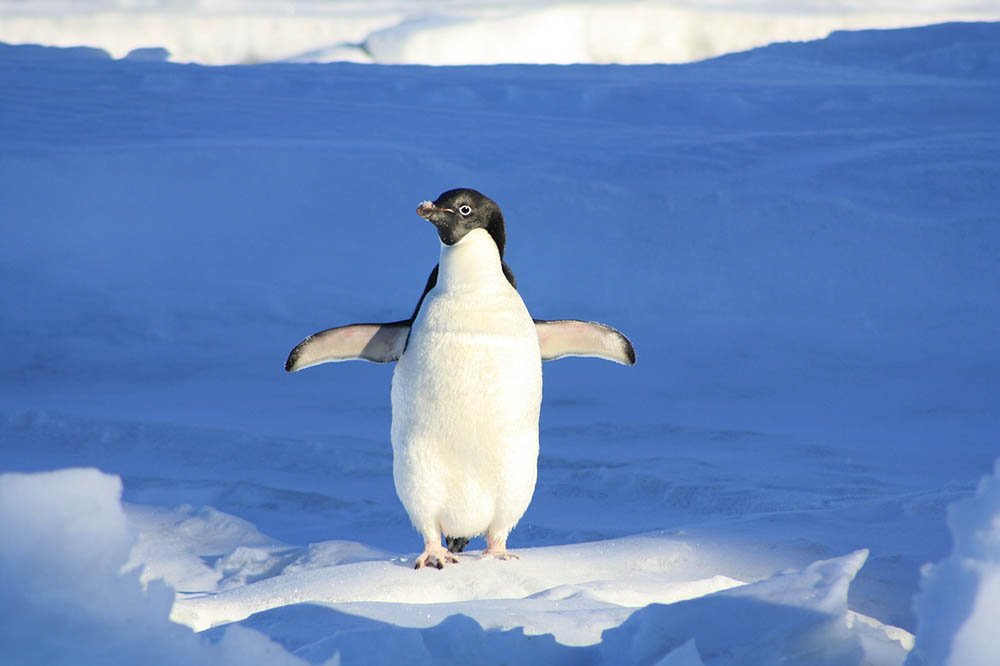 penguin in the snow