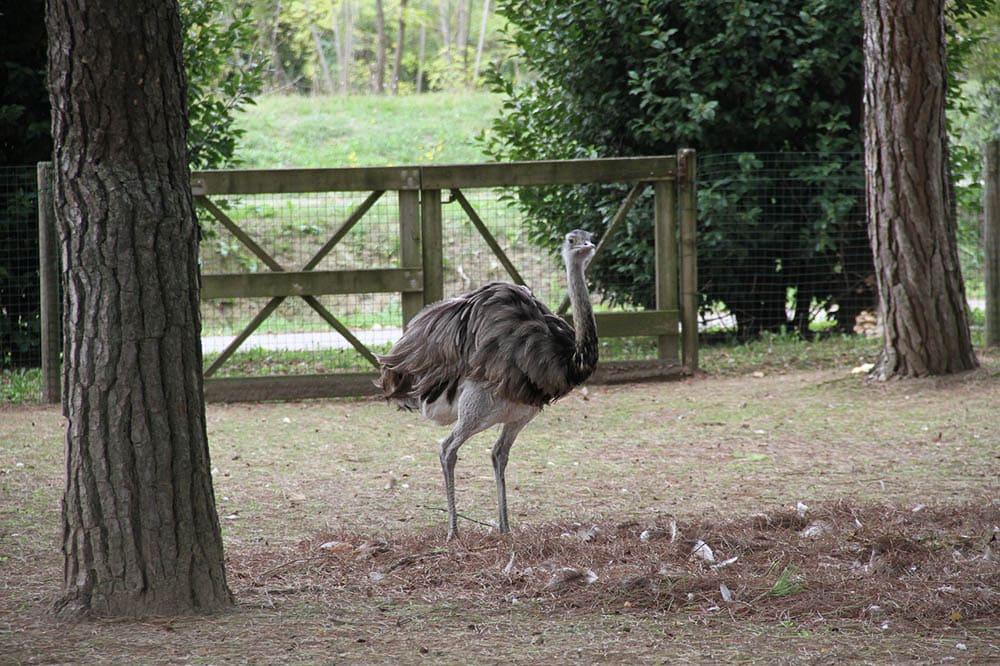 rhea in the zoo