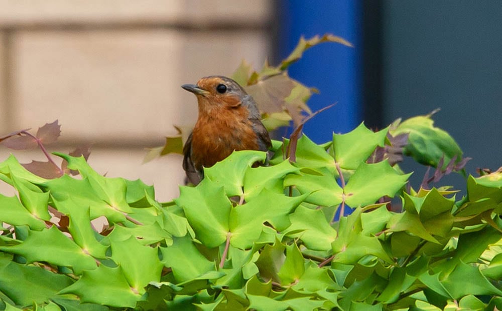 robin in holly bush