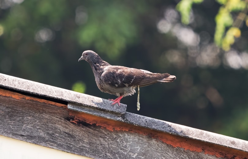 rock pigeon pooping on the roof
