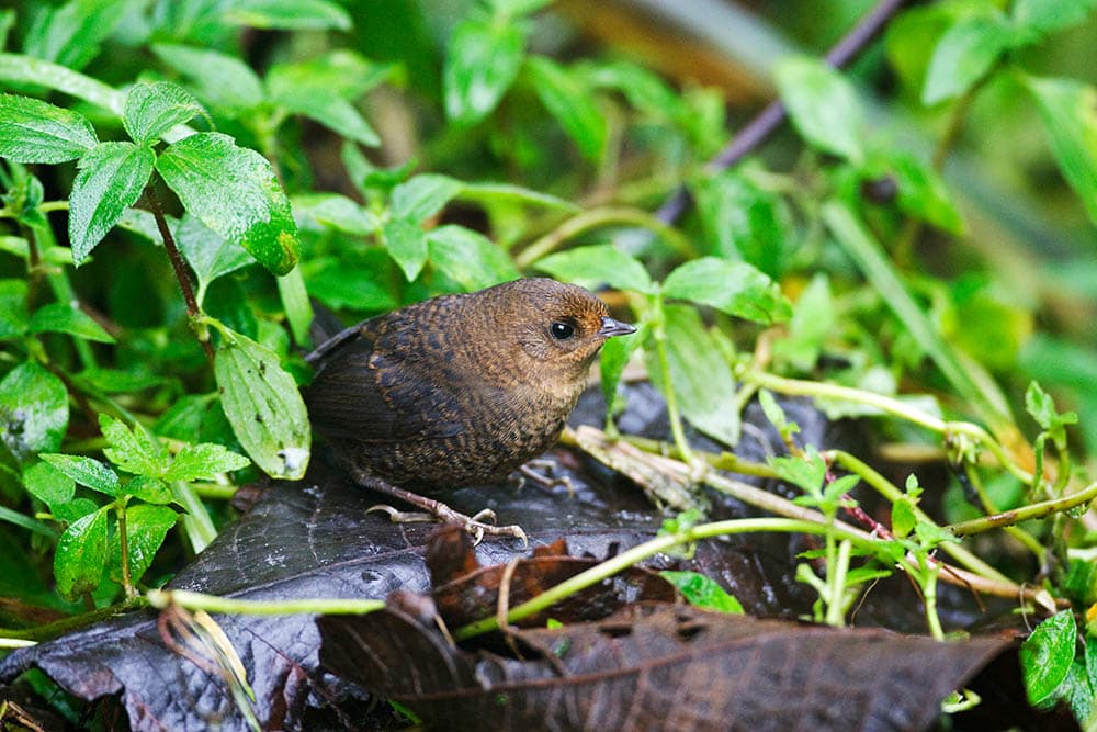 How Do Birds Know When It's Time to Leave the Nest? Optics Mag
