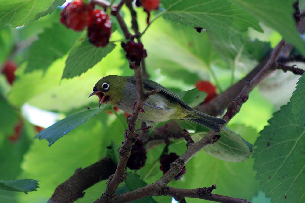 silvereye bird in mulberry tree