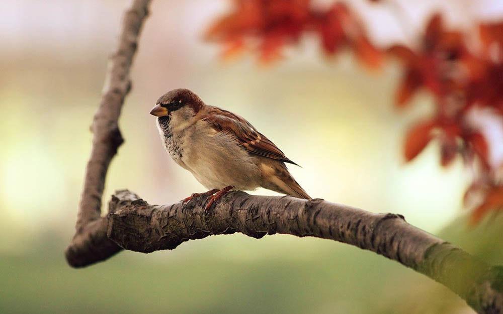 sparrow in a branch
