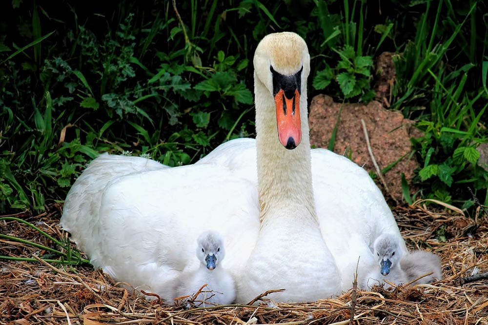 swan and its chicks