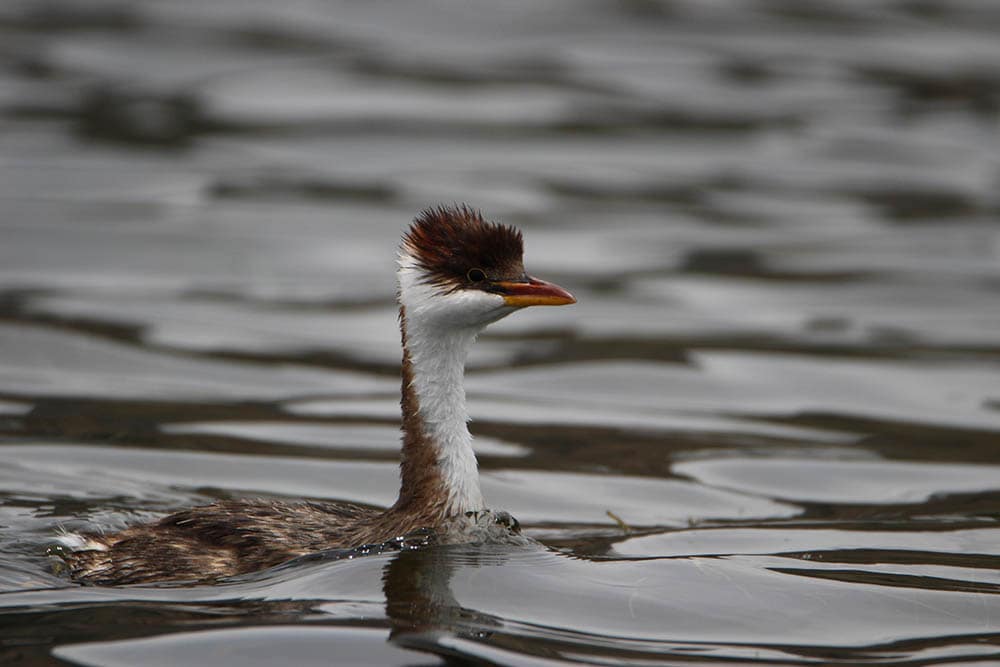 Titicaca Grebe in the lake