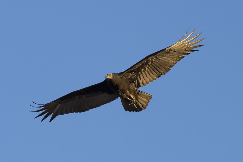 turkey vulture bird flying