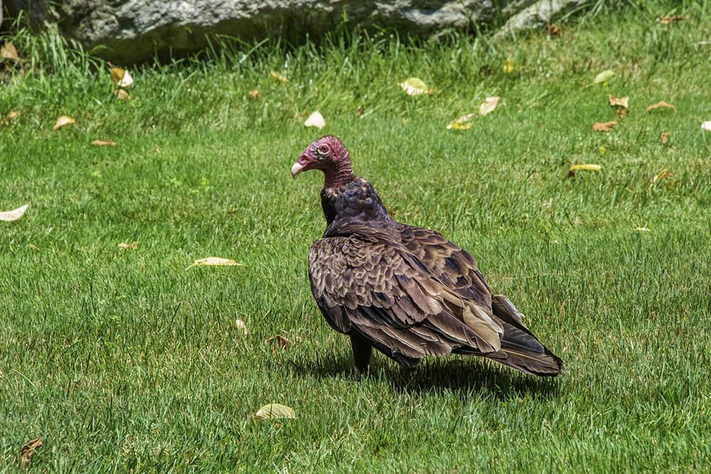 turkey vulture
