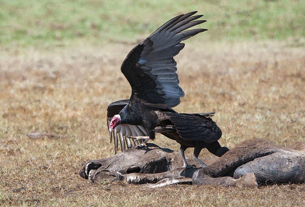 How Do We Call Birds That Eat Dead Animals