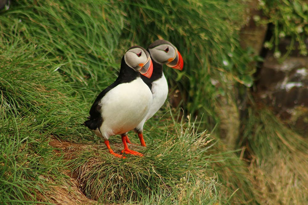 two Atlantic Puffins in the cliff