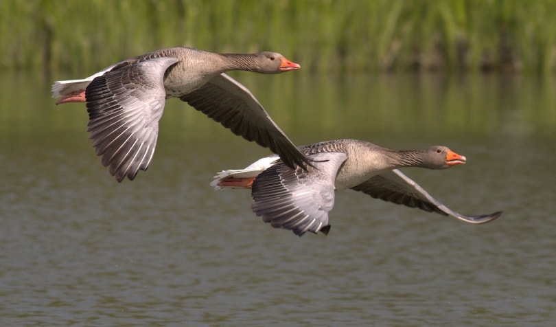 two geese bird flying
