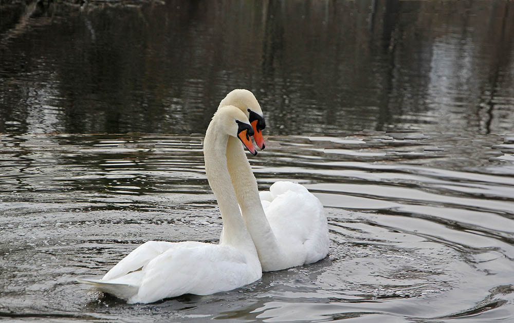 two mute swans in the lake