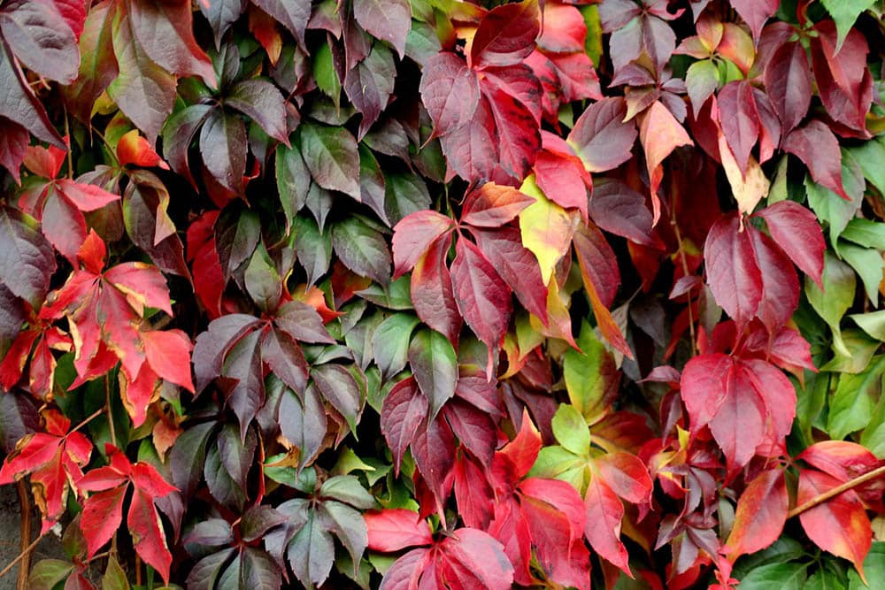 virginia creeper