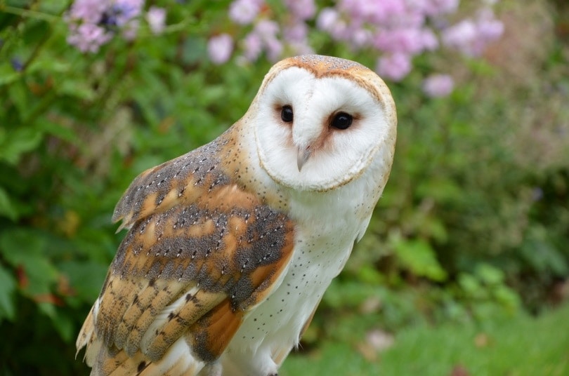 barn owl standing in grass