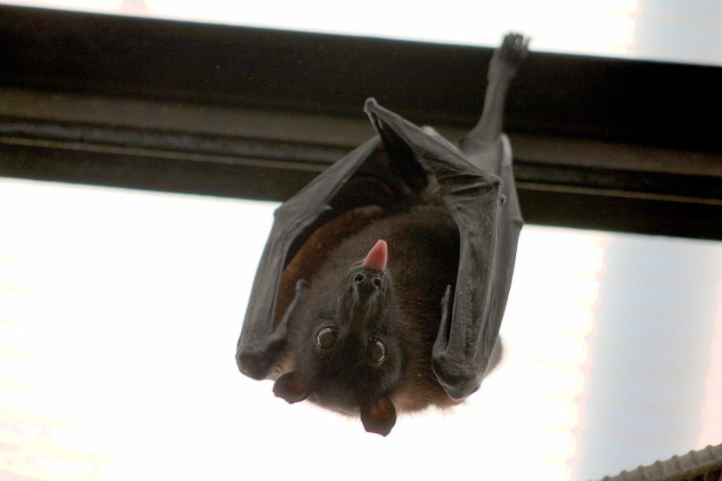single bat hanging from rafters
