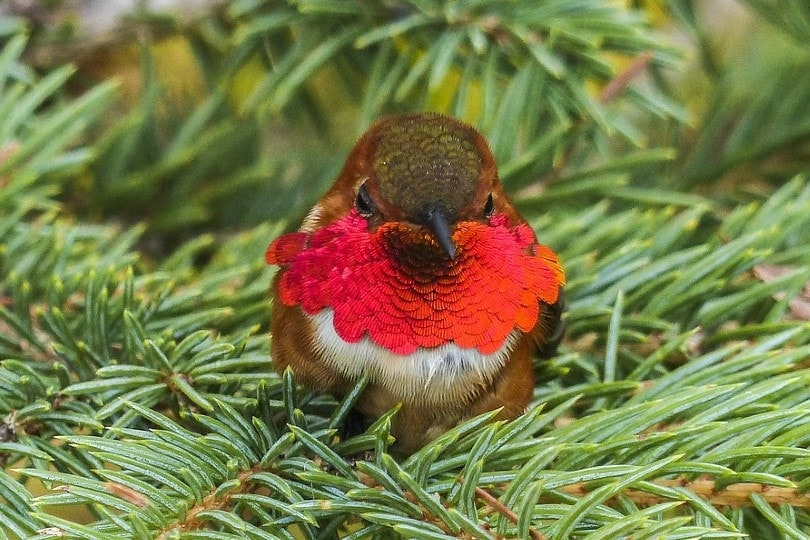 Allens hummingbird
