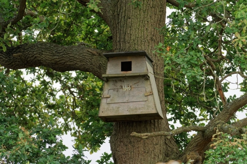 wooden owl box attached to tree