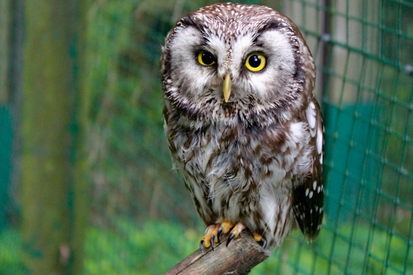 owl inside cage