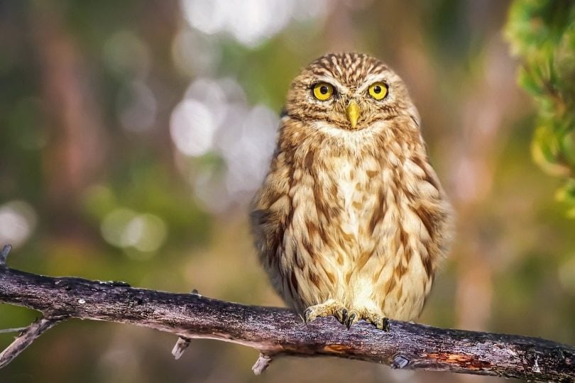 An Owl Sitting On A Tree Branch Alpcem Pixabay 1 2321054 