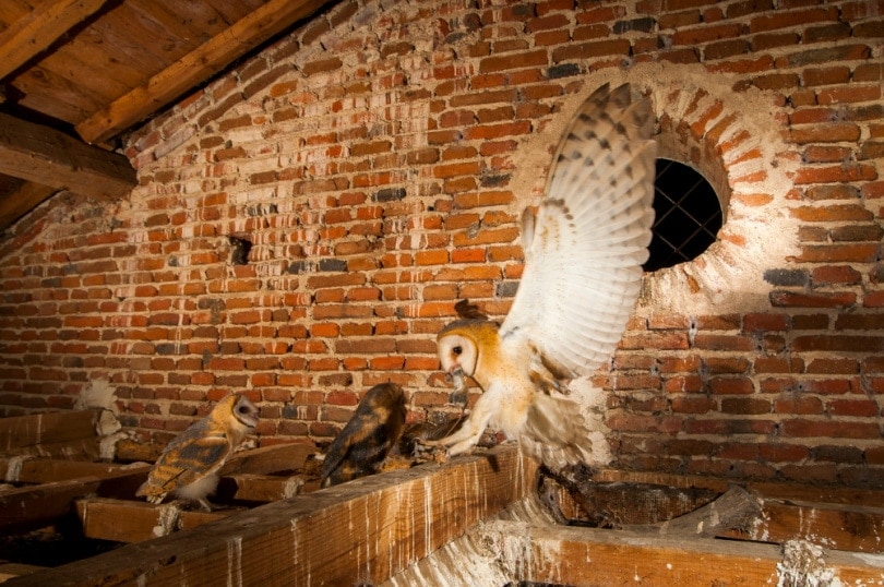 barn owls in their home