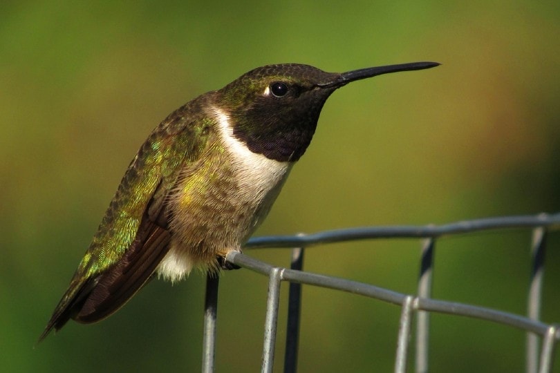 black chinned hummingbird
