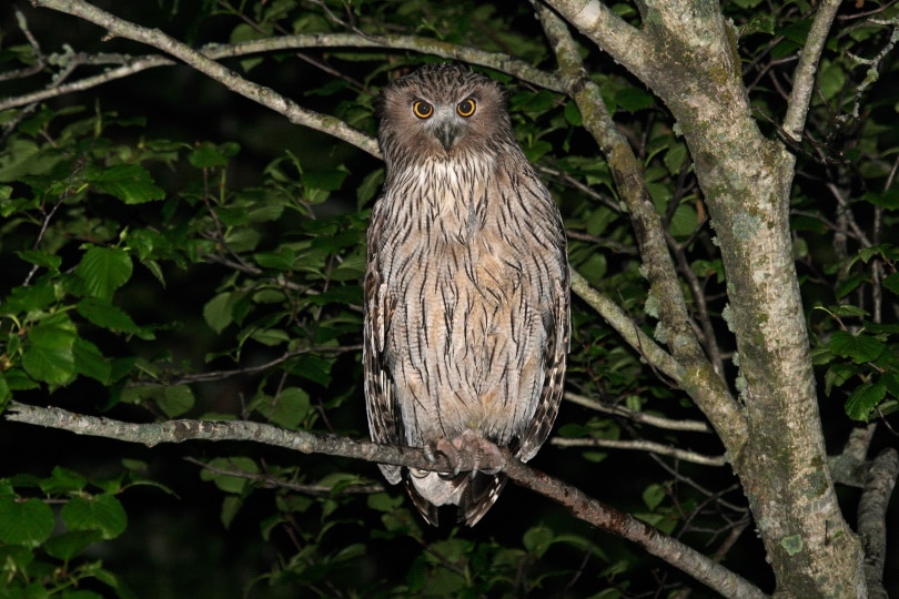 Top 6 Largest Owls in the World (With Pictures) Optics Mag