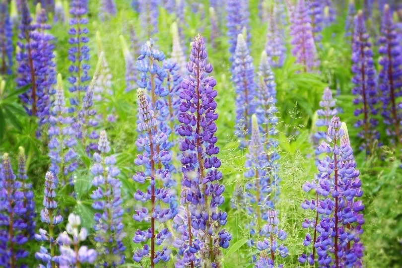 blue lupine flower