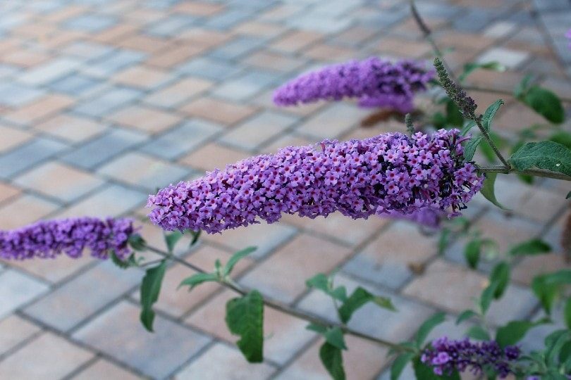 butterfly-bush-flower