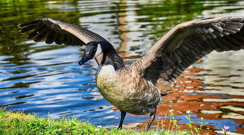 Canada Goose
