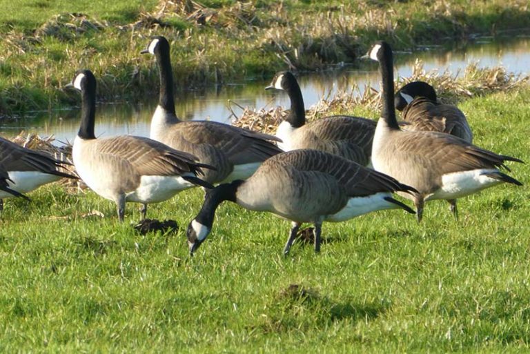 Why Do Canadian Geese Fly At Night? 3 Reasons For This Behavior