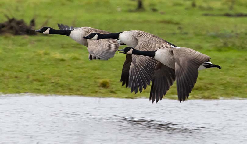 Canadian Geese Flly