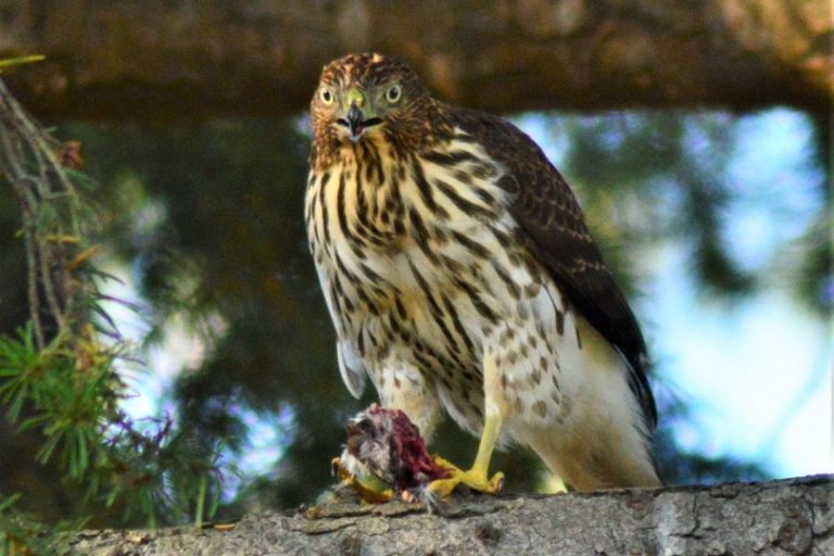 Coopers Hawk Feasting On Its Catch Bryanjohnson1956 Pixabay 7812962 768x512 