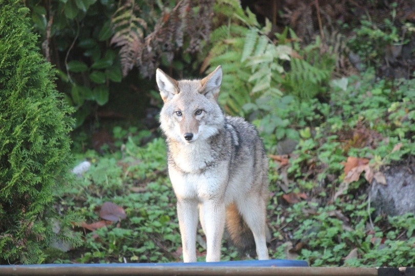 coyote-looking-straight-at-the-camera-8459987