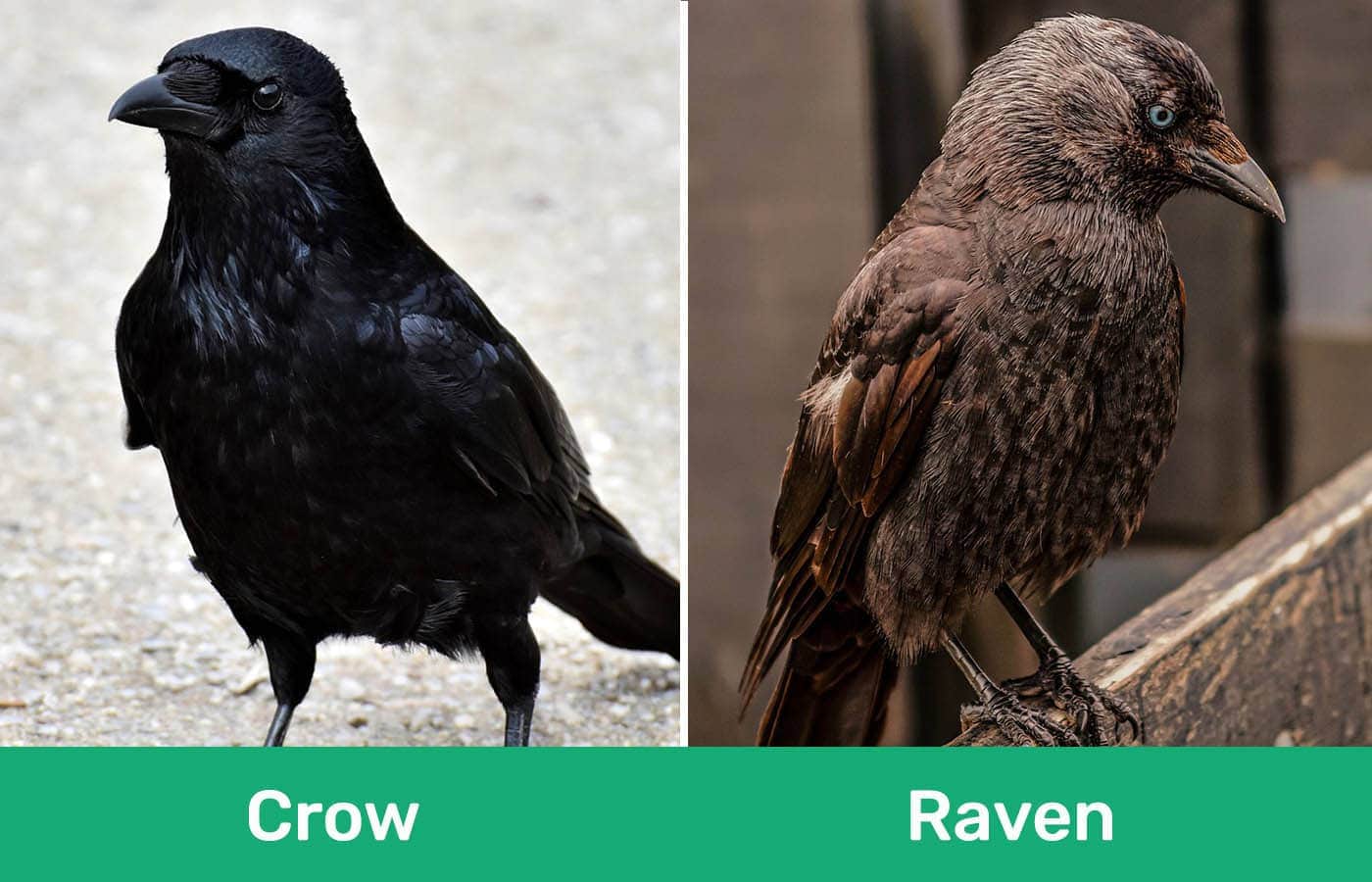 Difference between Crow and Raven