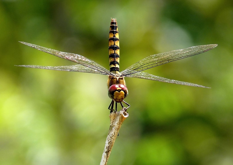 Which Animals Eat Hummingbirds? An Overview of 6 Predators - Optics Mag