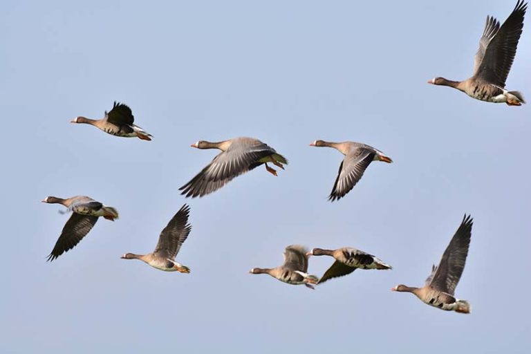 Why Do Geese Honk While Migrating? 4 Reasons For This Behavior Optics Mag