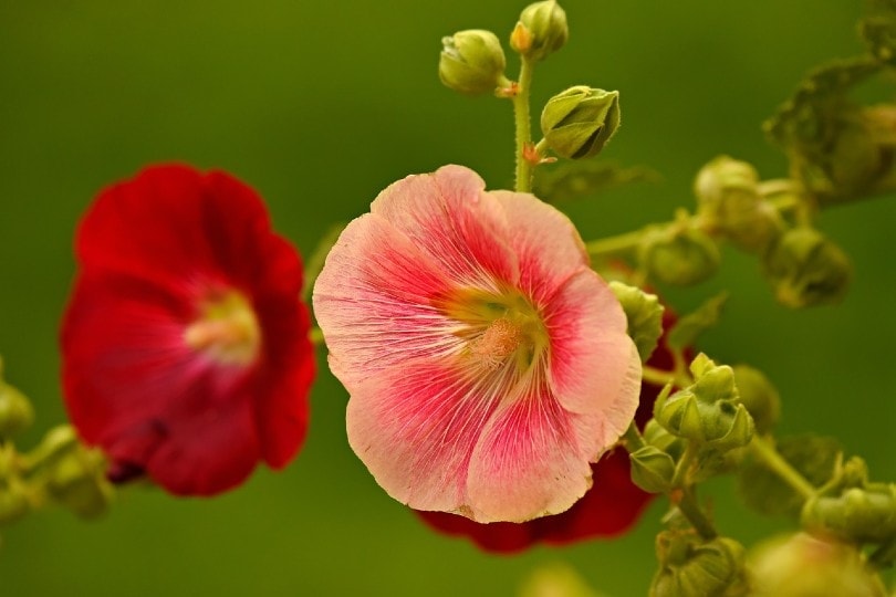 hollyhocks flower
