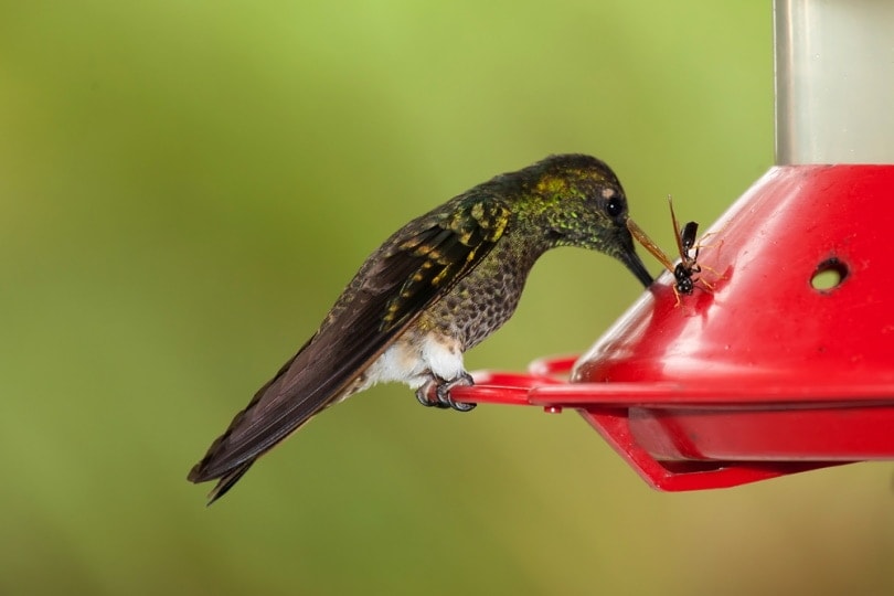 hummingbird feeder with wasp