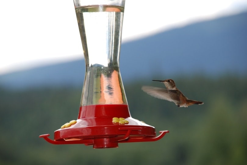 hummingbird hovering near hummingbird feeder