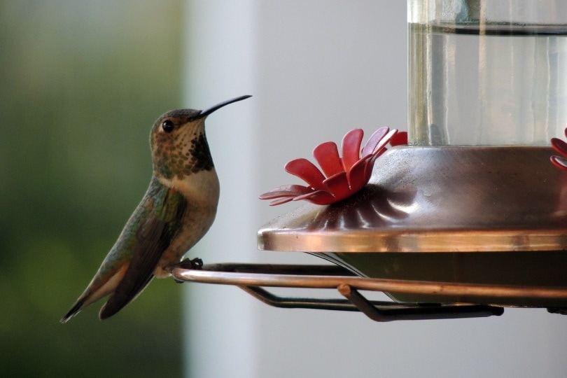 hummingbird on hummingbird feeder