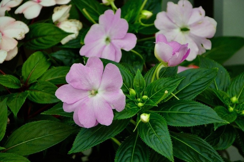 impatiens flower