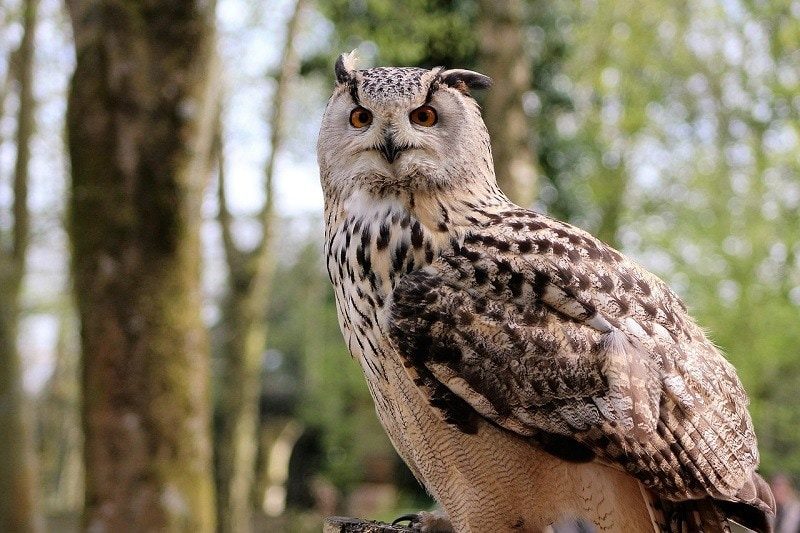 long-eared-owl-8167984