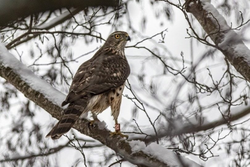 northern-goshawk-in-a-snow-covered-tree_erik_kartis_pixabay-1341702