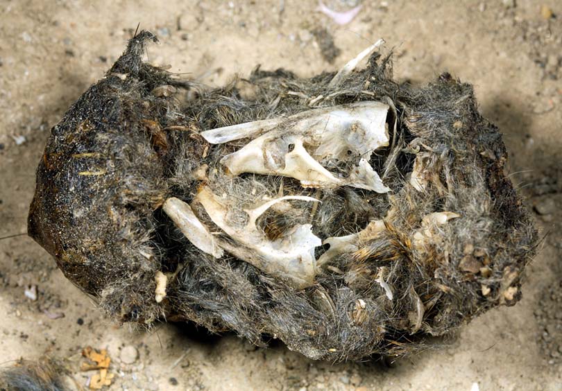 Owl Pellet