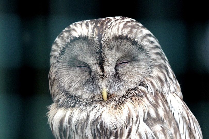 white owl sleeping eyes closed