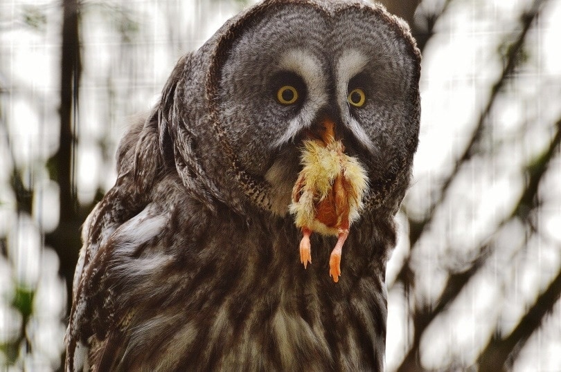Owl Eating Alexas Fotos Pixabay 8432078 