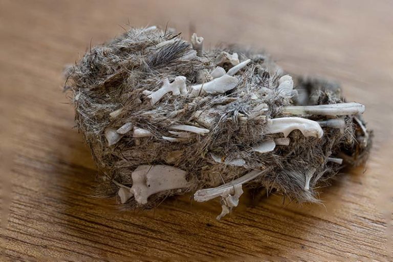 What Are Owl Pellets? Everything You Need to Know! Optics Mag